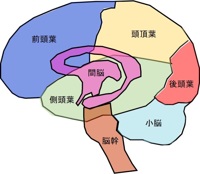 脳　概略　構造